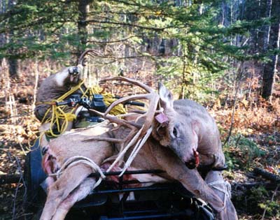 Whitetail Deer Lake of the woods Ontario Lecuyer Lodge